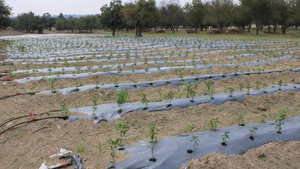 Campo poblano mejora su desempeño